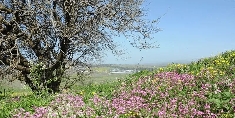 תיירות אורטל