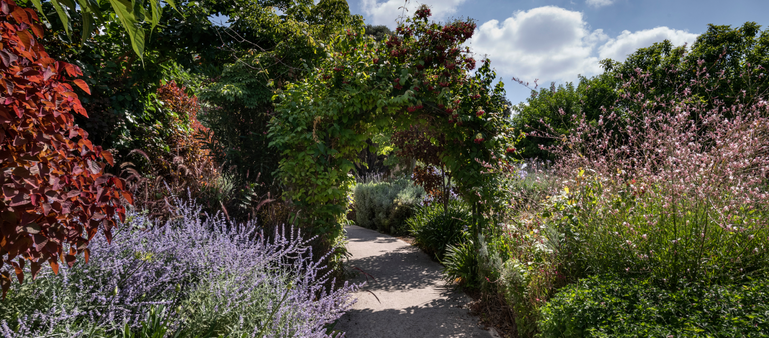 ג'יקוב ניאה