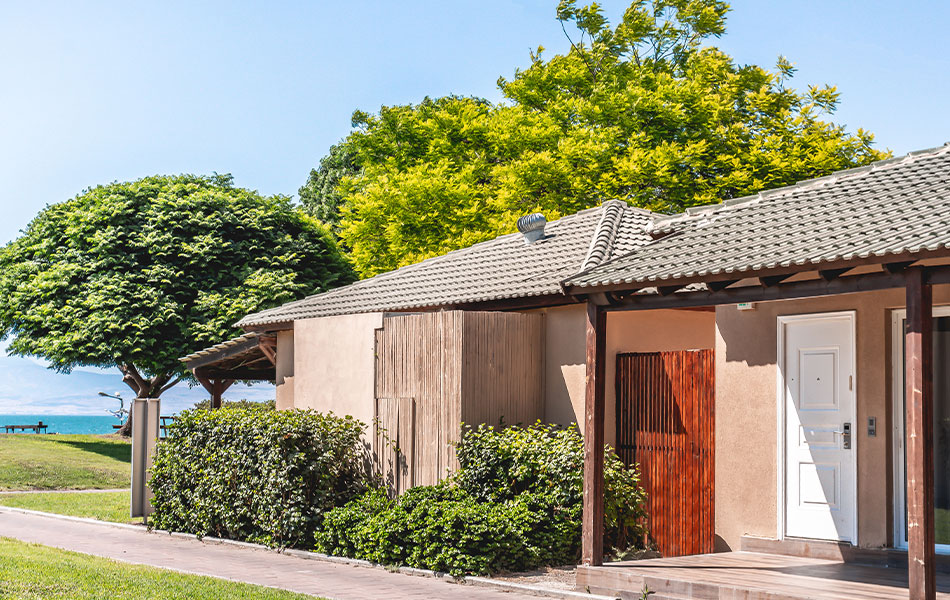 אוליב גילבוע