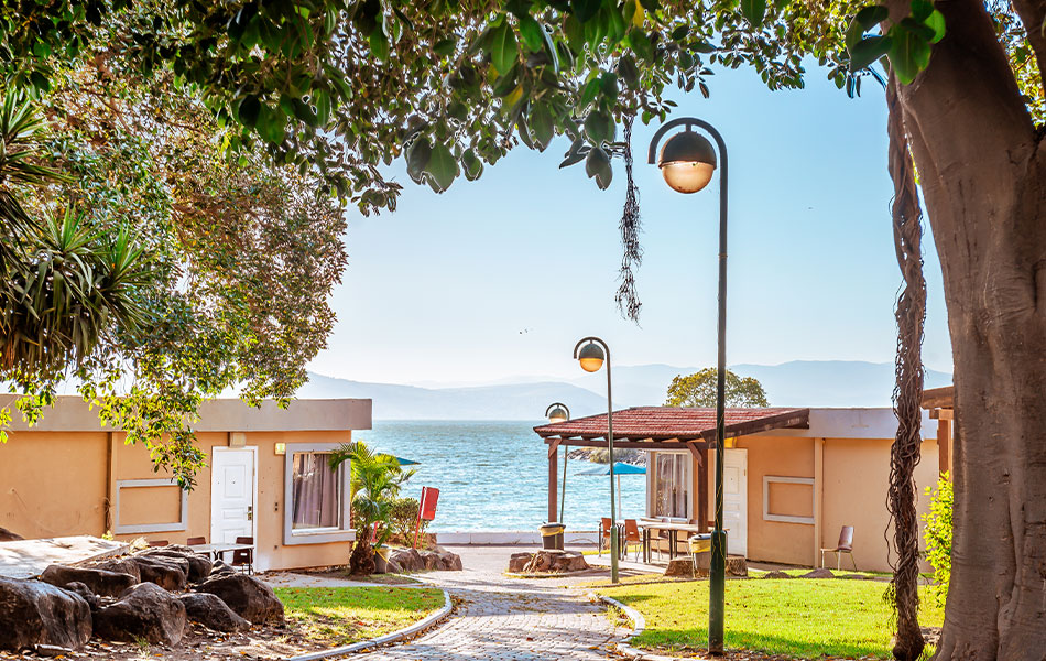 אוליב גילבוע