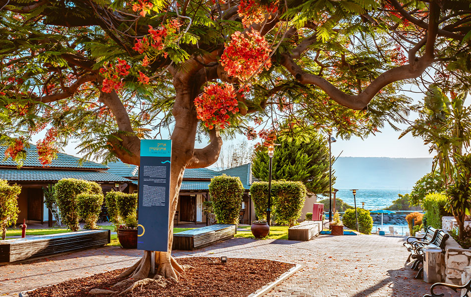 אוליב גילבוע