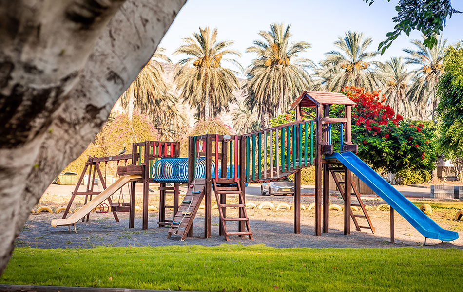 אוליב גילבוע