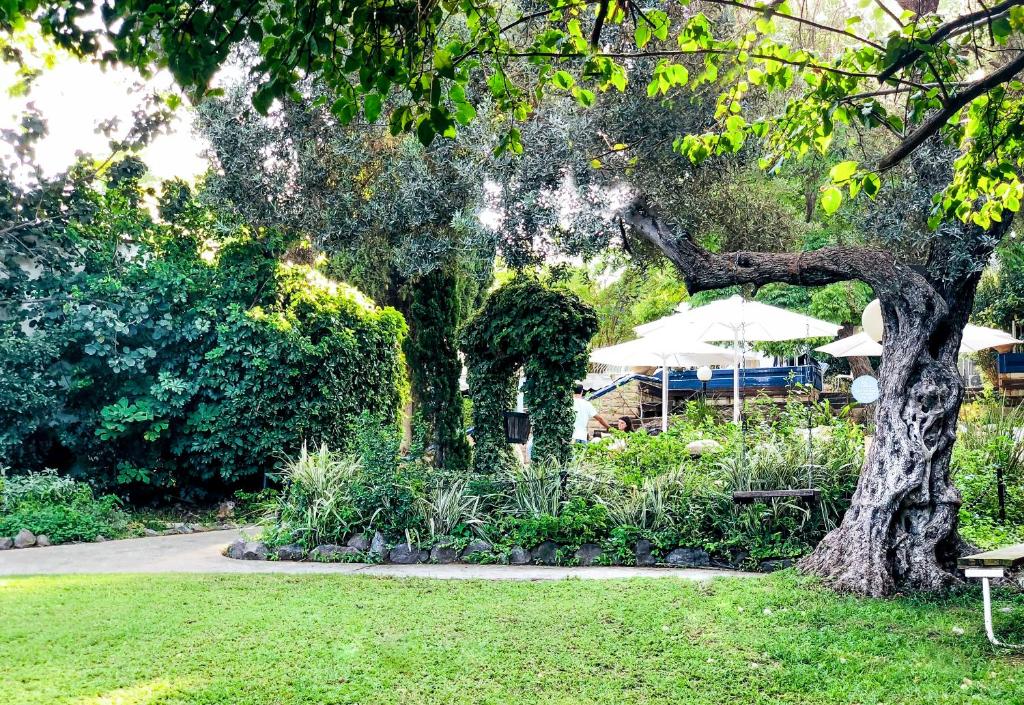 מטיילים גשר הזיו