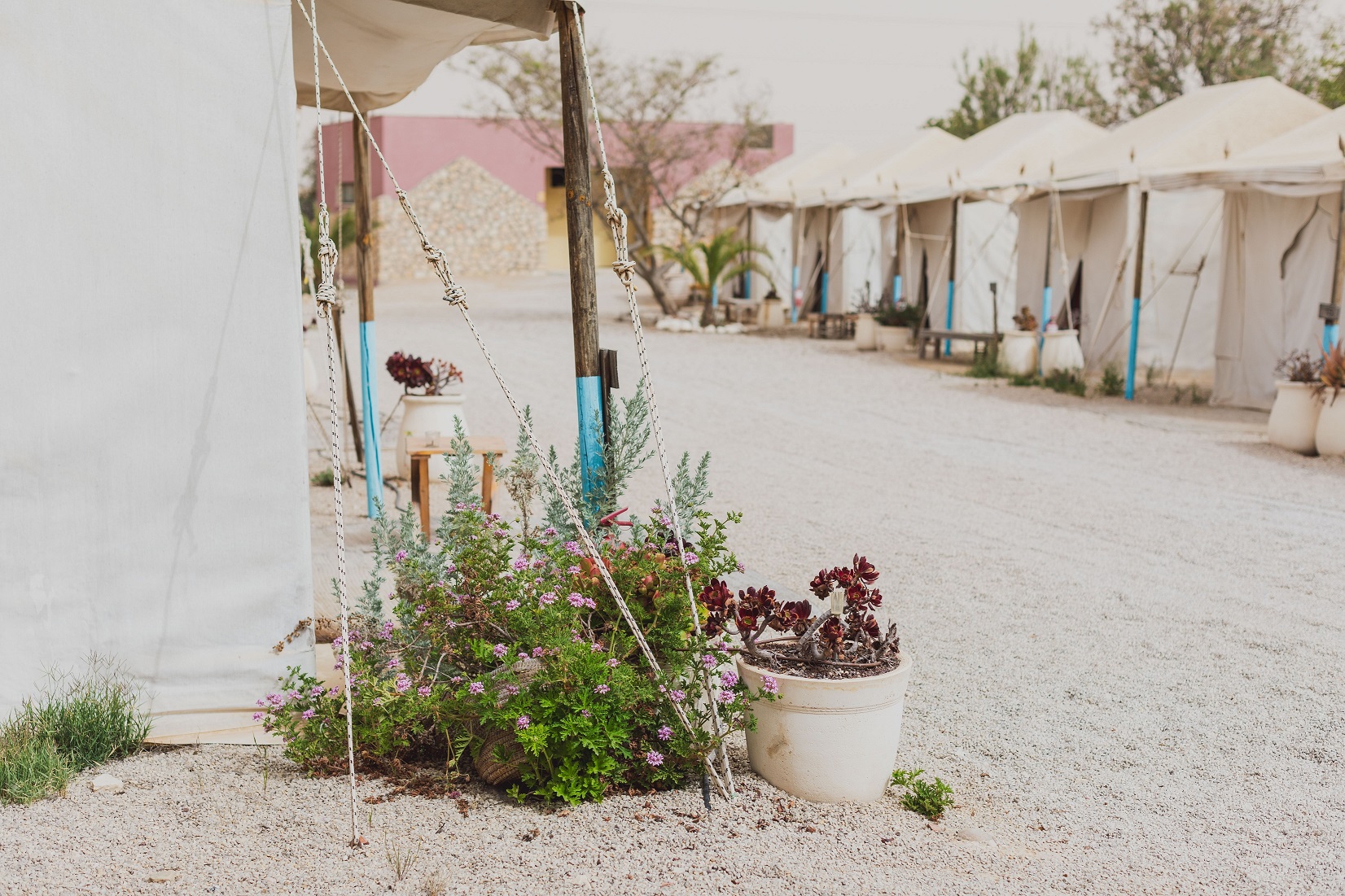 ג'יקוב רמון